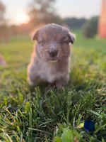 Sam, a male Australian Shepherd for sale in Amesville, OH – 1 of 1