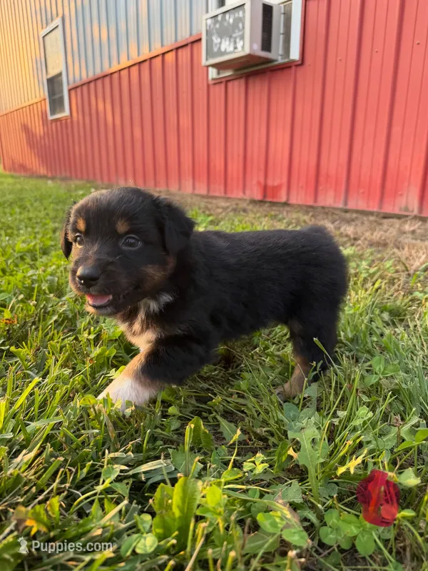 Fey – Australian Shepherd puppy for sale in Amesville, OH
