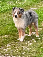 Chase, a male Australian Shepherd for sale in Amesville, OH – 8 of 9
