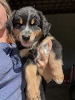 Eddy, a male Australian Shepherd for sale in Amesville, OH – 3 of 8