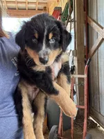 Eddy, a male Australian Shepherd for sale in Amesville, OH – 6 of 8