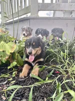 Eddy, a male Australian Shepherd for sale in Amesville, OH – 2 of 8