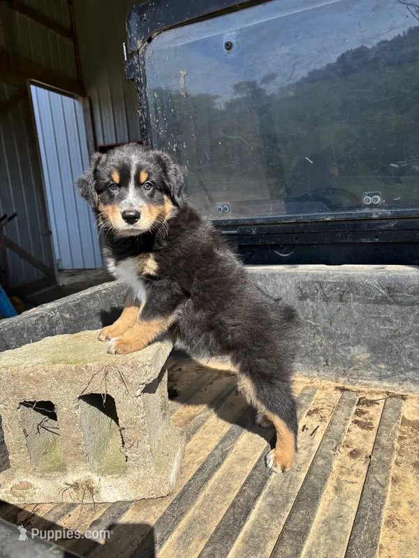 Eddy – Australian Shepherd puppy for sale in Amesville, OH