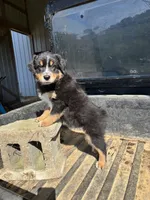 Eddy, a male Australian Shepherd for sale in Amesville, OH – 4 of 8