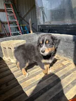 Eddy, a male Australian Shepherd for sale in Amesville, OH – 5 of 8