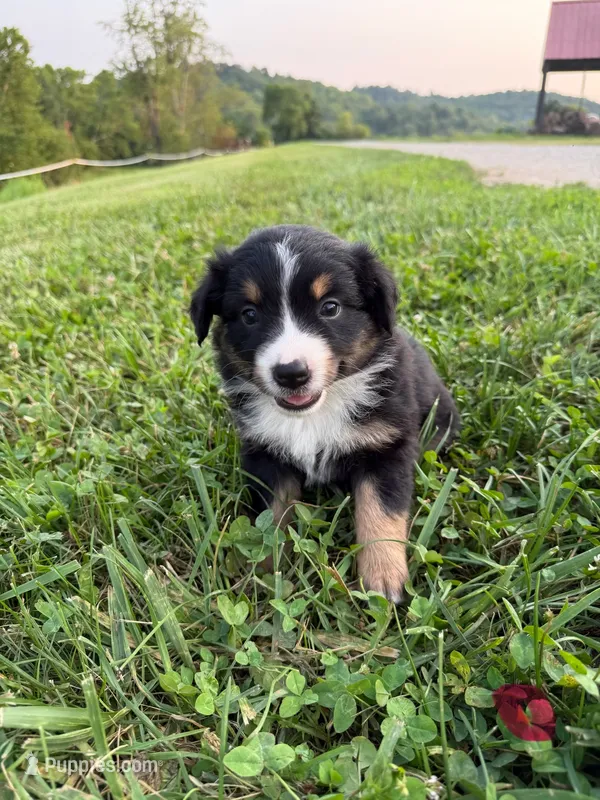 Lillie – Australian Shepherd puppy for sale in Amesville, OH