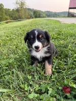 Lillie, a female Australian Shepherd for sale in Amesville, OH – 1 of 1