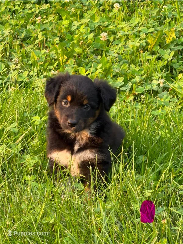 Fey – Australian Shepherd puppy for sale in Amesville, OH