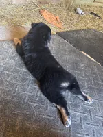 Chase, a male Australian Shepherd for sale in Amesville, OH – 6 of 9