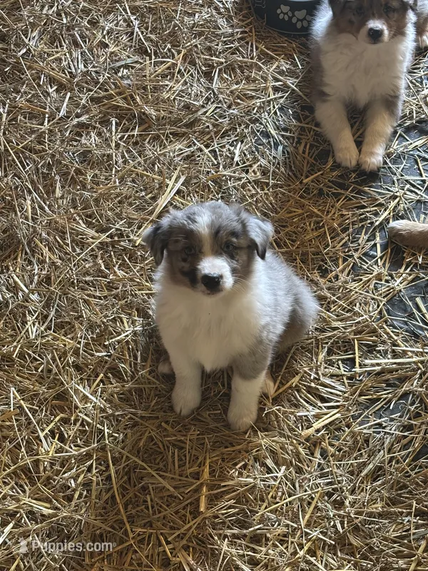 Holly – Australian Shepherd puppy for sale in Amesville, OH