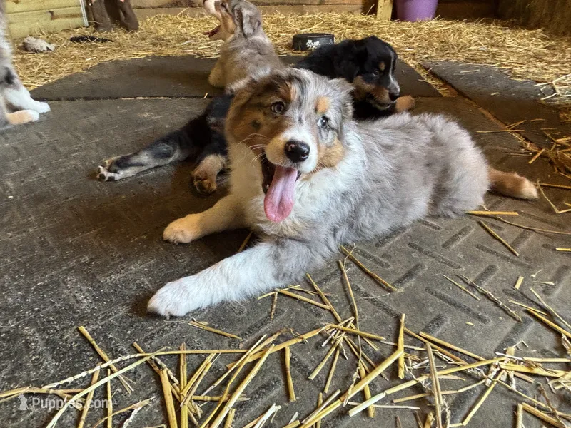 Misty – Australian Shepherd puppy for sale in Amesville, OH