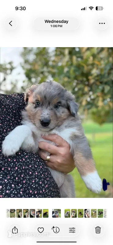 Sam – Australian Shepherd puppy for sale in Amesville, OH