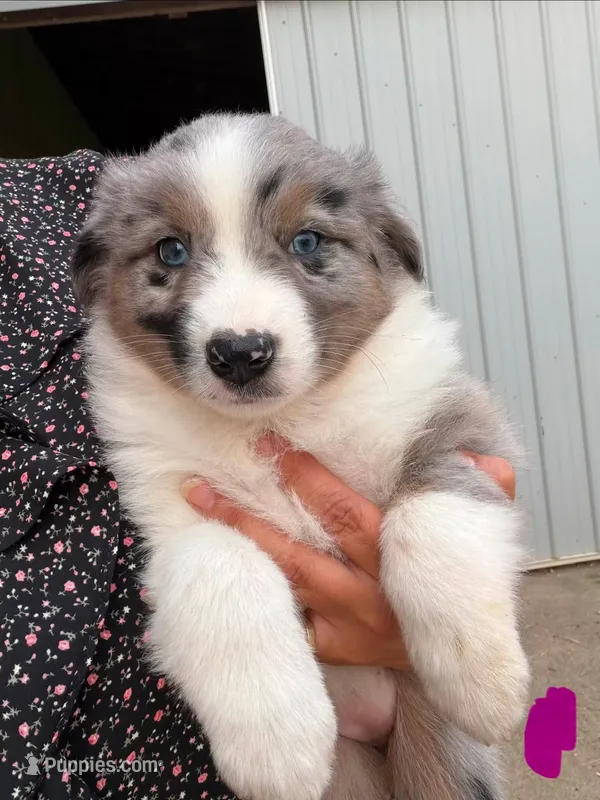 Holly – Australian Shepherd puppy for sale in Amesville, OH