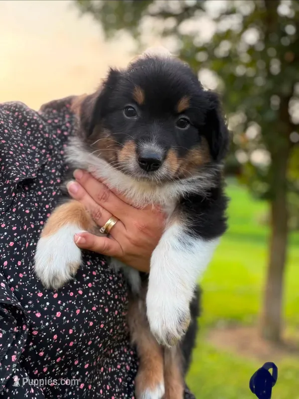 Chase – Australian Shepherd puppy for sale in Amesville, OH