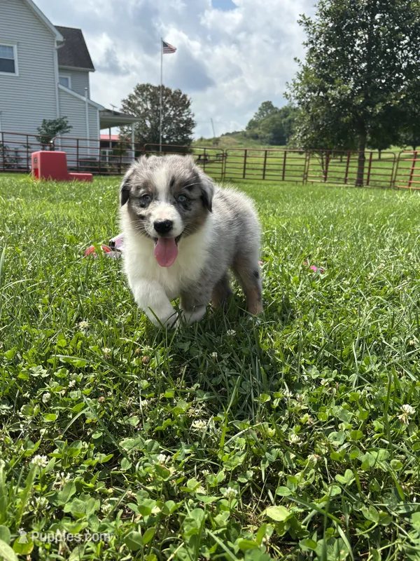 Holly – Australian Shepherd puppy for sale in Amesville, OH