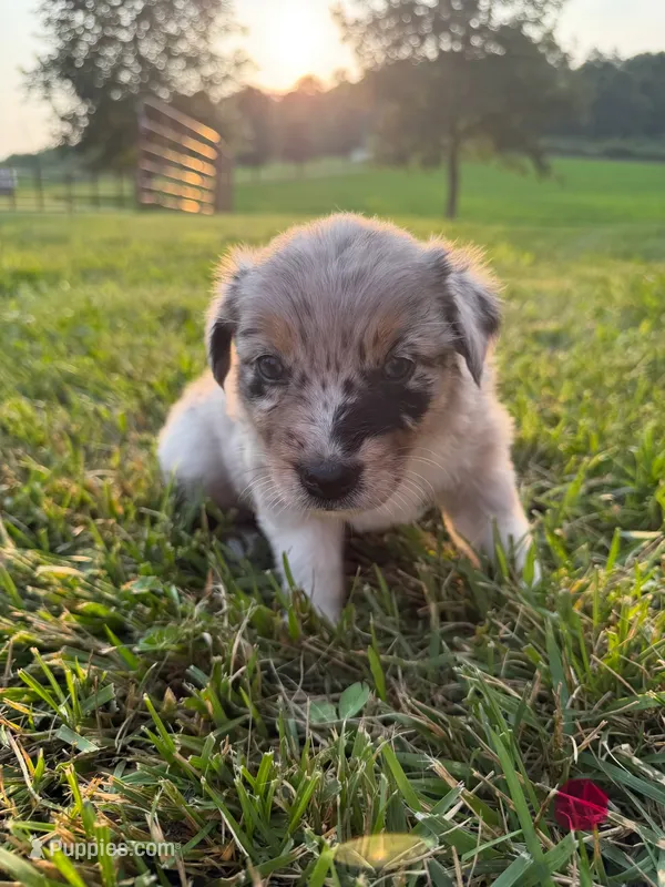 Kate – Australian Shepherd puppy for sale in Amesville, OH