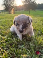 Kate, a female Australian Shepherd for sale in Amesville, OH – 1 of 1