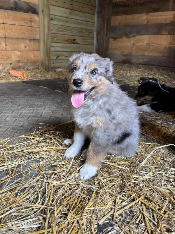 Sam – Australian Shepherd puppy for sale in Amesville, OH