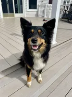 Eddy, a male Australian Shepherd for sale in Amesville, OH – 8 of 8