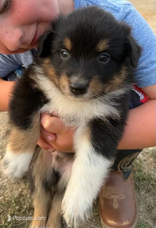 Chase – Australian Shepherd puppy for sale in Amesville, OH