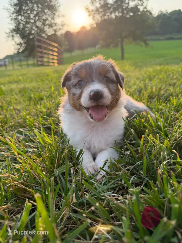 Misty – Australian Shepherd puppy for sale in Amesville, OH