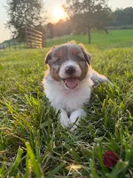 Misty, a female Australian Shepherd for sale in Amesville, OH – 1 of 1