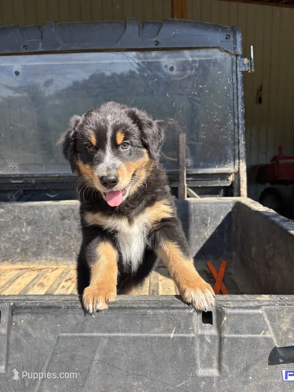 Eddy – Australian Shepherd puppy for sale in Amesville, OH
