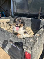 Chase, a male Australian Shepherd for sale in Amesville, OH – 3 of 9