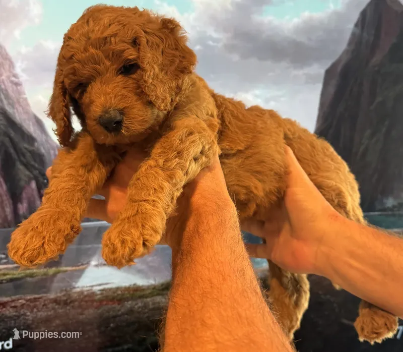 Bella – Goldendoodle puppy for sale in Huntington Beach, CA