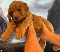 Bella, a female Goldendoodle for sale in Huntington Beach, CA – 1 of 10