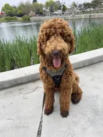 Rusty, a male Goldendoodle for sale in Huntington Beach, CA – 4 of 10