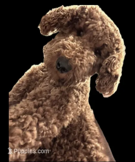 Skip – Goldendoodle puppy on hold in Huntington Beach, CA