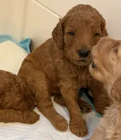 Cooper, a male Goldendoodle for sale in Huntington Beach, CA – 4 of 9