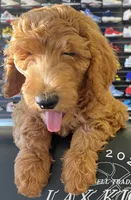 Chocolate, a female Goldendoodle for sale in Huntington Beach, CA – 3 of 5