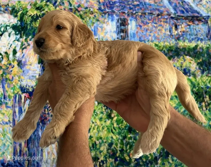 Tank – Goldendoodle puppy for sale in Huntington Beach, CA