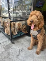 Bean, a male Goldendoodle for sale in Huntington Beach, CA – 7 of 10