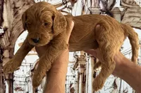 Biscuit, a female Goldendoodle for sale in Huntington Beach, CA – 3 of 10