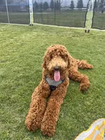 Chocolate, a female Goldendoodle for sale in Huntington Beach, CA – 5 of 5