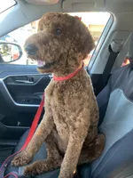 Bean, a male Goldendoodle for sale in Huntington Beach, CA – 4 of 10