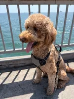 Rusty, a male Goldendoodle for sale in Huntington Beach, CA – 8 of 10