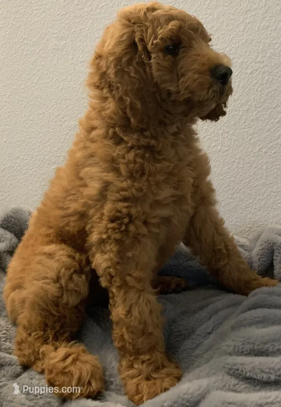 Bella – Goldendoodle puppy for sale in Huntington Beach, CA