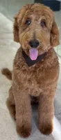 Lani, a female Goldendoodle for sale in Huntington Beach, CA – 10 of 10