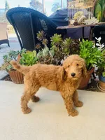 Rusty, a male Goldendoodle for sale in Huntington Beach, CA – 10 of 10