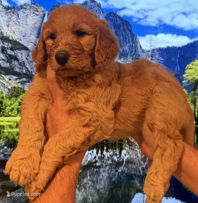 Lani – Goldendoodle puppy for sale in Huntington Beach, CA