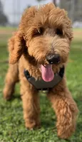 Lani, a female Goldendoodle for sale in Huntington Beach, CA – 4 of 10