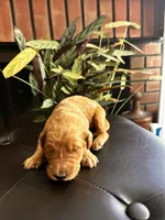 Rusty, a male Goldendoodle for sale in Huntington Beach, CA – 1 of 10