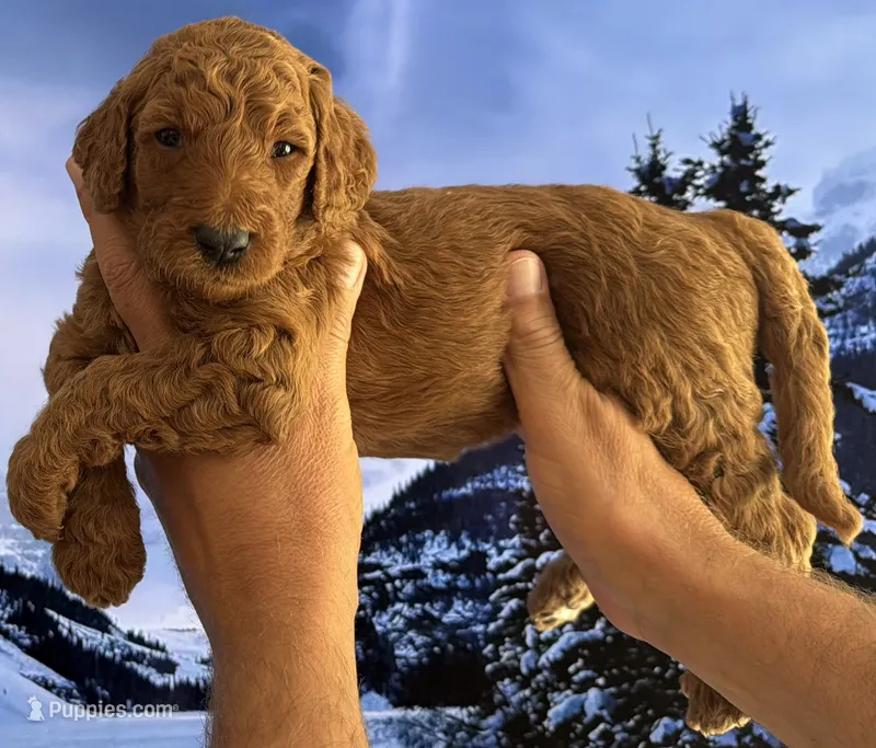 Fudge – Goldendoodle puppy for sale in Huntington Beach, CA