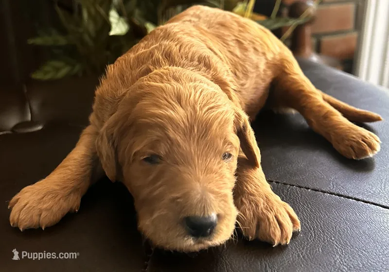 Bean – Goldendoodle puppy for sale in Huntington Beach, CA