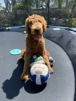 Tank, a male Goldendoodle for sale in Huntington Beach, CA – 8 of 8