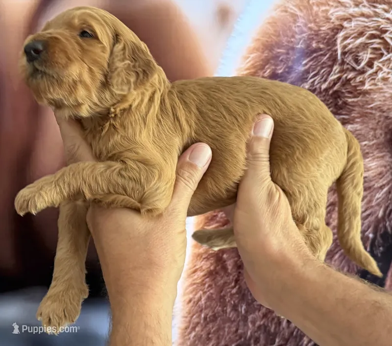Rusty – Goldendoodle puppy on hold in Huntington Beach, CA